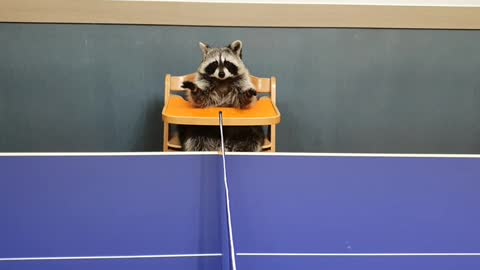 table tennis referee