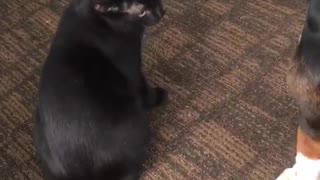 Cat plays with hound dog