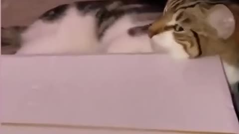 Cat playing video