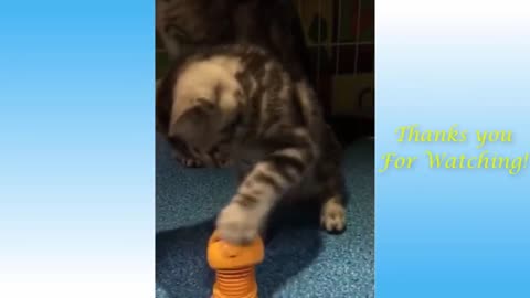 Funny And Cute Cat'S Life