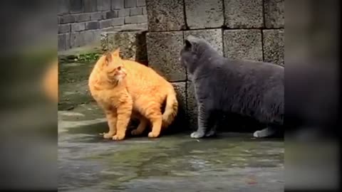 Baby cute cat and funny cat video #MFGfun