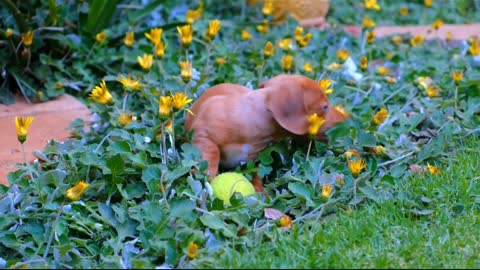 small dog funny video and the flowers game