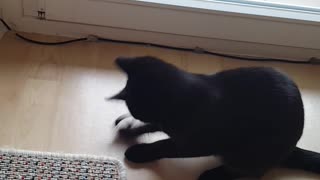 Kitten playing with the rubber ring
