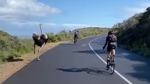 Ostrich chases cyclists in South Africa gghj