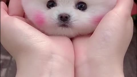 Cute Puppy #dog #puppy #pet