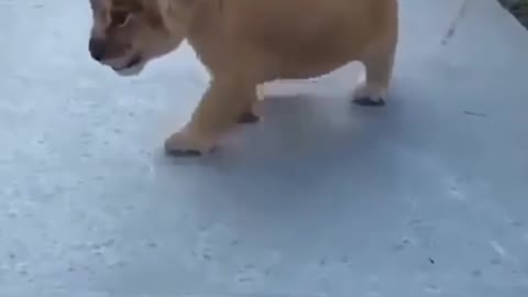 Cute little lions show their best roar