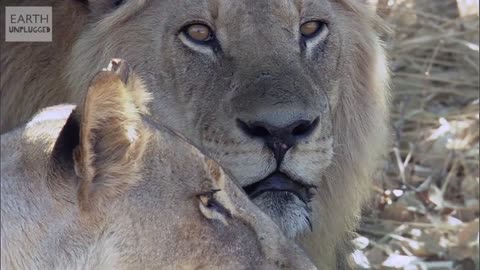 Lions Through a Lens: Sophie Darlington | Meet My Planet | BBC Earth Unplugged