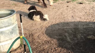 Dog plays with young calf