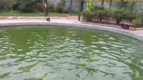 Three black swans swimming together