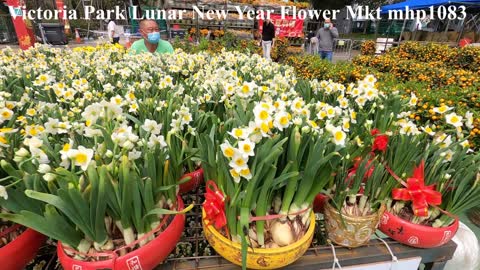 維多利亞公園年宵花市2021 Victoria Park Lunar New Year Flower Market, mhp1083, Feb 2021