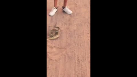 Man Takes on Snake