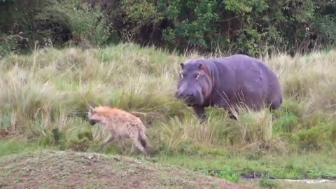 Hippo and Lion