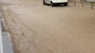 Clever Kitty Escapes Flooded Street