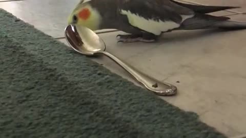 Parrot singing and playing spoon as a guitar, It's funny