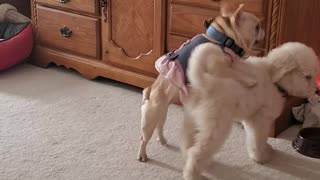 Cute Bulldog plays with puppy Goldendoodle