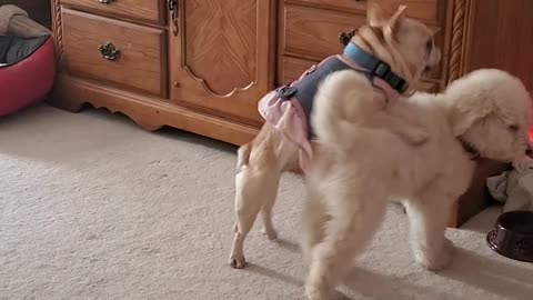 Cute Bulldog plays with puppy Goldendoodle