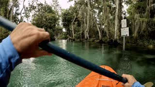 Manatees