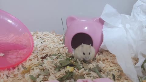 a grass-eating hamster