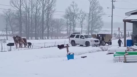 Amish horses help pull SUV from icy ditch in Tennessee