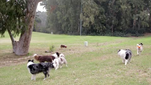 dogs playing and runnig