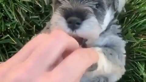 🤣🤣🤣 Beautiful puppy can't bear to be tickled 🤣🤣🤣