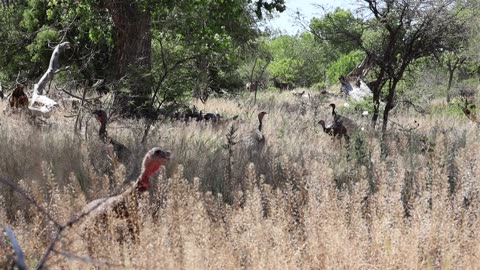 Gould's Turkeys in the Chiricahua Mountains SE Arizona