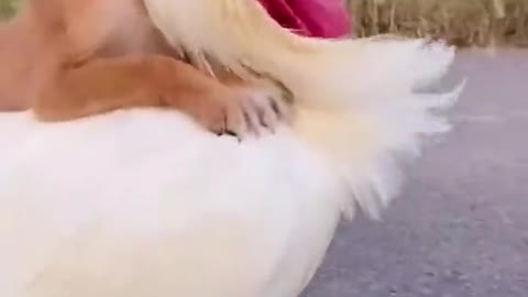 It`s easy ride| Pick me up cock| funny pets| best stress reliver