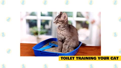 Basic Cat 101 Training Tips