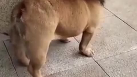 Funny dog video with lion