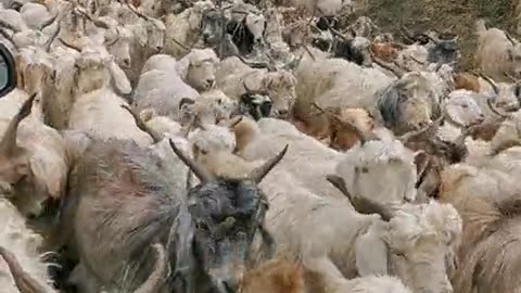 Goats 🐐 in Pakistan!