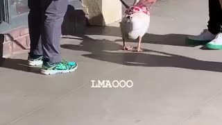 Goose Gives Guy a Scare