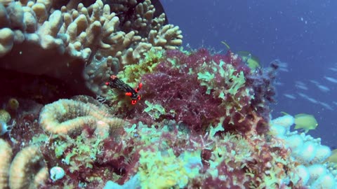 Look! An attractive looking nudibranch - no sound