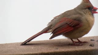 Bird Watching: Up-close Cardinal and Blue Jay