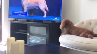 Football for puppies