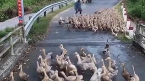 a flock of ducks blocking the way