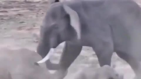 Elephant vs rhino rarely fight never seen before click to watch