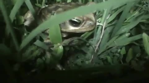 Small frog filmed at night in the grass, it let me record and didn't run away [Nature & Animals]