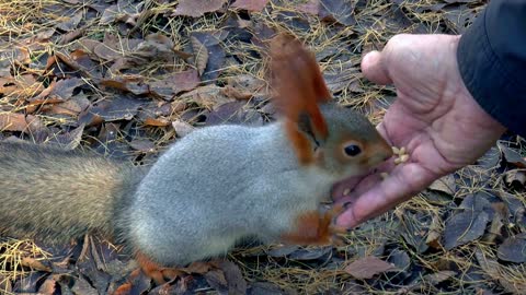 robbit eating wheat