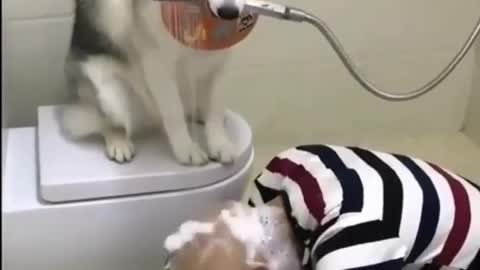 funny dog husky helper at home