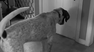Cletus plays with another dog through the door