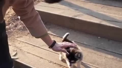 This Teacup Husky puppy running up to...