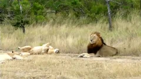 Hilarious! Lioness attempting to lure an uninterested male Lion to mate!