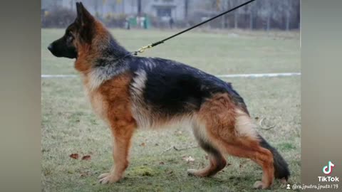 World Bigest German Shepherd Dog Breed, German Shepherd Dog Breed,