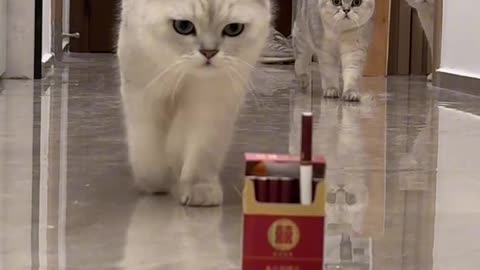 MY CAT WANT TO SMOKE CIGRATEEE