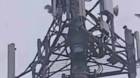 Pájaros atacan Torres 5G - INCREIBLE