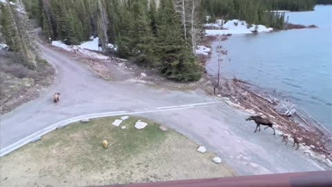 Moose Vs Bear