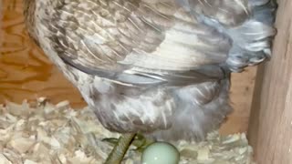 26 sec- chicken lays an egg
