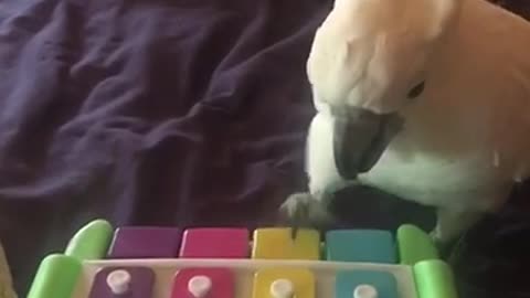 Cockatoo plays piano