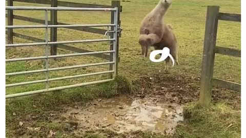 Alpacas adorably try to jump Over Puddle