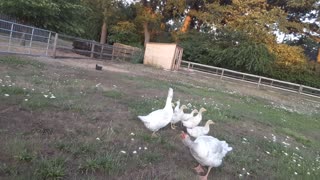 Cute geese children
